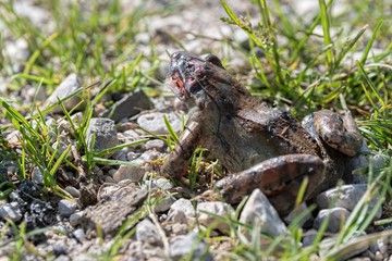 wounded frog near the pond