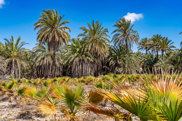 Fototapeta na wymiar Palm Groves, Palmeral in Elche near Alicante in Spain