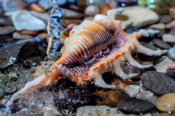 seashells on stones with splashes of water.