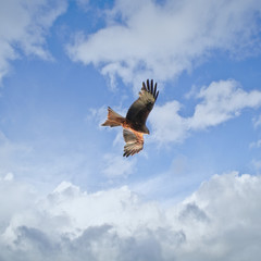 Fototapeta na wymiar young red kite in the cloudy sky