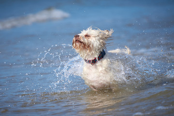 White havanese dog playing on the beach