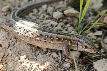 Closeup view of the grey lizard in the garden