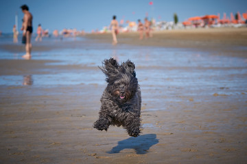 White havanese dog playing on the beach - 277155626