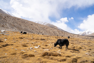 A view of a group of yak is eating in the field with the snow mountain in Ladakh, India.