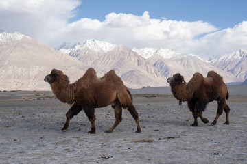 A group of a camel walking on a sand dune in Hunder, Hunder is a village in the Leh district of Jammu and Kashmir, India.