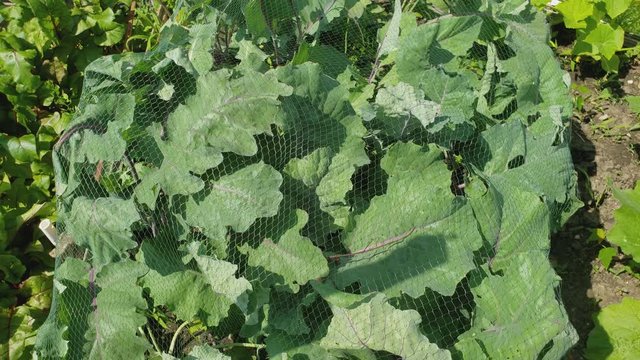 Home gardening - Close up of growing kohlrabi in small garden bed under bird net to keep away butterflies.