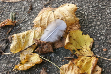 Naklejka premium Plume d'ange