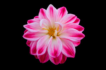 pink dahlia on texture background