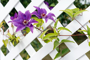 Clematis flowers on a white plastic fence in a country garden.
