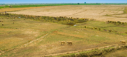 a flock of sheep grazing in ameadow of punjab,pakistan