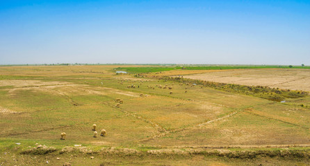 Fototapeta na wymiar a flock of sheep grazing in ameadow of punjab,pakistan