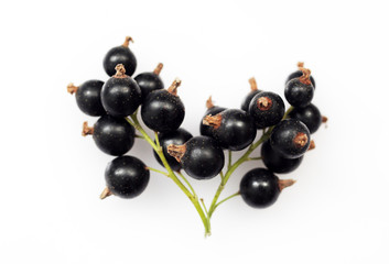 Bunch of black currants on white background macro