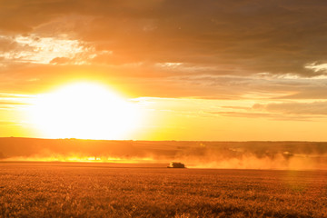 Fototapeta premium Combine harvester harvests wheat in the field at sunset.