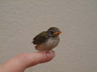 Chick of thai small bird is sitting at the human finger. The common tailorbird Orthotomus sutorius is a songbird in tropical Asia. Hero of Rudyard Kipling Jungle Book, it's a resident in urban gardens