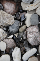 small grey white pink pebbles on the beach background