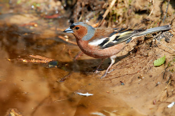 Buchfink beim Trinken im Hitzesommer an den Wasserresten von einem Waldteich