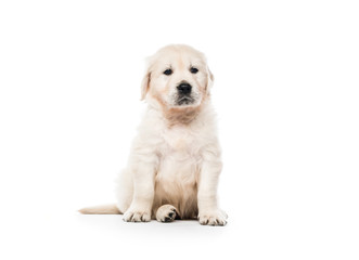 Golden retriever puppy sitting isolated