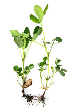 Peanut or groundnut with root and green leaves isolated on white background. Peanut tree plant with leaf seed and root isolated