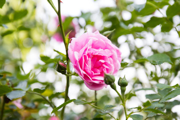 Pink Rose in The garden, drops of water in the flower
