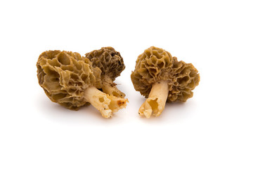 Morilles