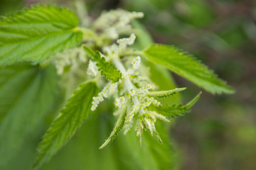 nettle blossom in summer close up