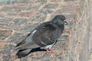 Domestic pigeon, rock dove on the stone park wall