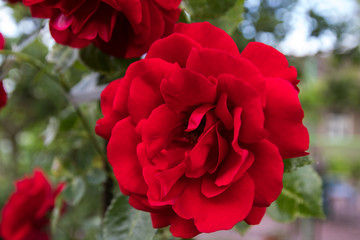 red bush roses in the garden