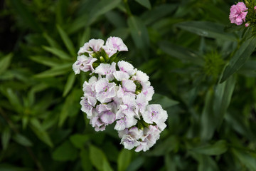 white flowered lobularia plant. Also known as Sweet Alyssum