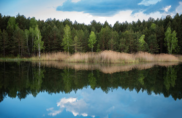 Fototapeta na wymiar Forest by the lake
