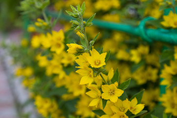Yellow flowers mimosa. The branches of flowers