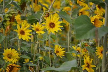 Many yellow, bright sunflowers grow in a green field. Yellow flowers. Blurred background. Harvest concept.