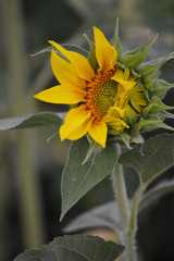 Sunflower is blooming. A large species of flower seeds. Summer. Yellow flower. Blurred background.