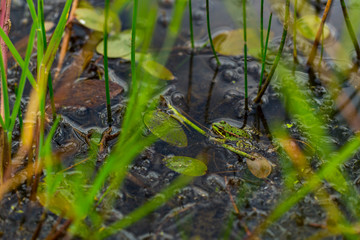 PEREZ´S FROG (Pelophylax perezi), Campanarios de Azaba Biological Reserve, Salamanca, Castilla y Leon, Spain, Europe
