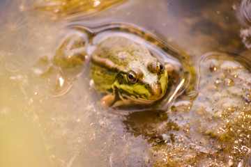 One big green frog sits in the water of a pond among muddy yellow algae.