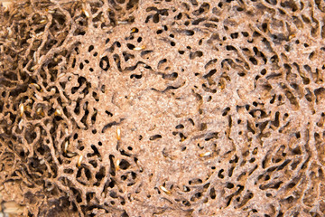 Termites nest background. Termites with termites nest texture