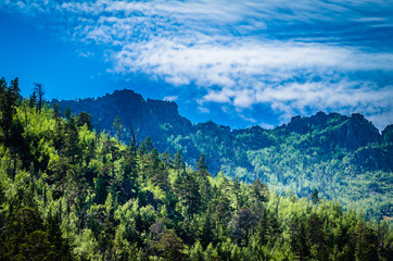 A mountainside slope covered with pine forest in a bright sunny day the blue sky and clouds