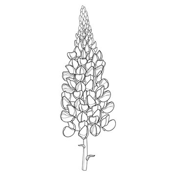 Stem with outline Lupin or Lupine or Bluebonnet ornate flower bunch with bud in black isolated on white background. 