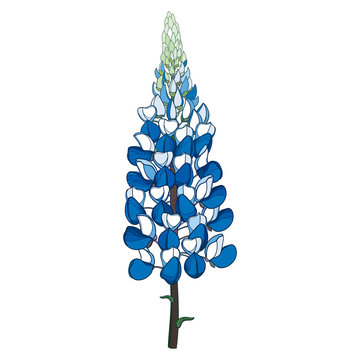 Stem with outline Lupin or Lupine or Texas Bluebonnet ornate flower bunch with bud in pastel blue isolated on white background.