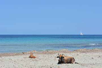 Mucche sulla spiaggia di Barcaggio, Cap Corse. Corsica, Francia