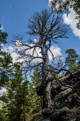 Majestic scary old dried tree landscape sky