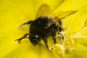 macro photo of bumblebee on yellow flower