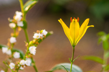 yellow lily in the garden with blur background