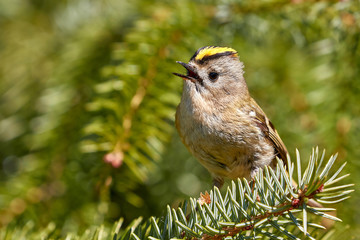 Wintergoldhähnchen singt auf einem Tannenzweig