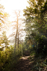 Fototapeta na wymiar Forest trail with sunlight