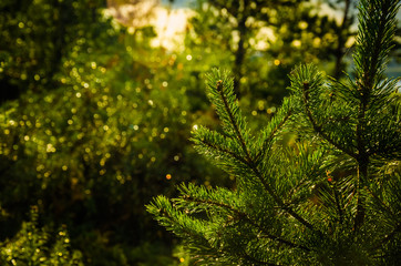 A drop of water on a pine tree branch at sunset
