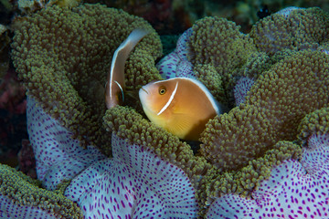 Pink Anemonefish (Amphiprion perideraion), Cabilao Bohol Philippines © Francesco