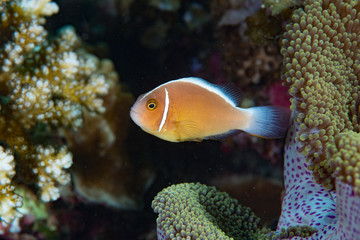 Pink Anemonefish (Amphiprion perideraion), Cabilao Bohol Philippines