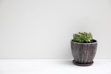 sempervivum succulent plant in ceramic pot on white background with shadow