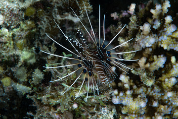 Naklejka na ściany i meble Spotfin Lionfish Pterois antennata from behind, showing internal part of pectoral fins