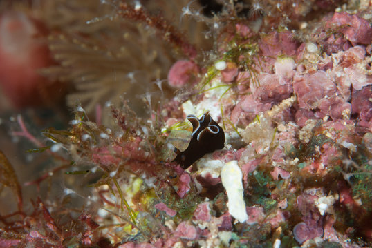 Sea hare Aplysia parvula
